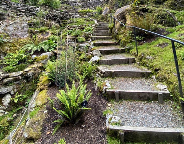 A fern-lined pathway made of pea gravel and wood dividers.