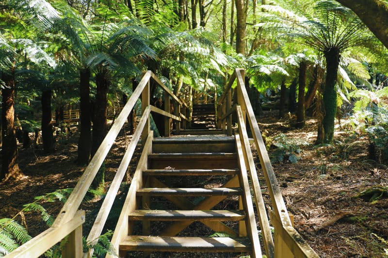 Raised wooden walkway winding through a forest of ferns.