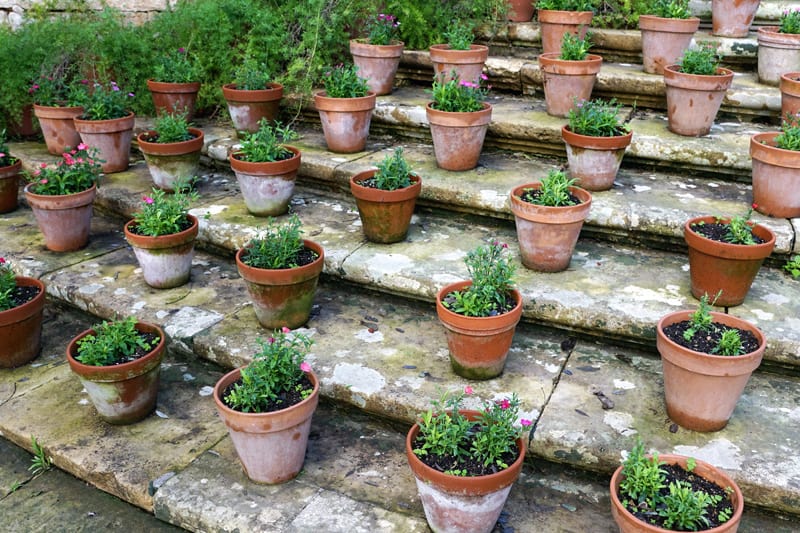 Small flower pots sitting on shallow stairs.