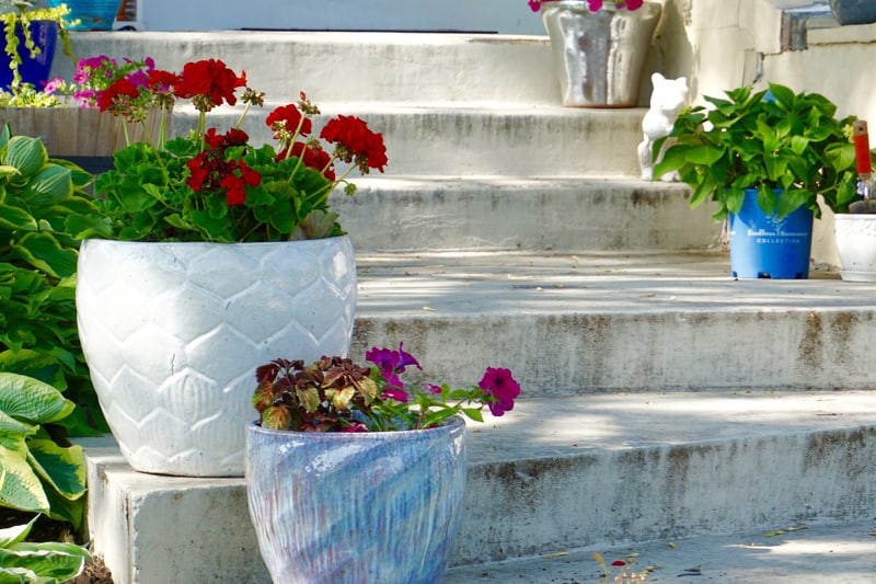 Flower pots with geraniums on white painted concrete stairs.