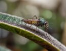 How to Get Rid of Gnats in Plants