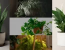 Houseplants that purify air